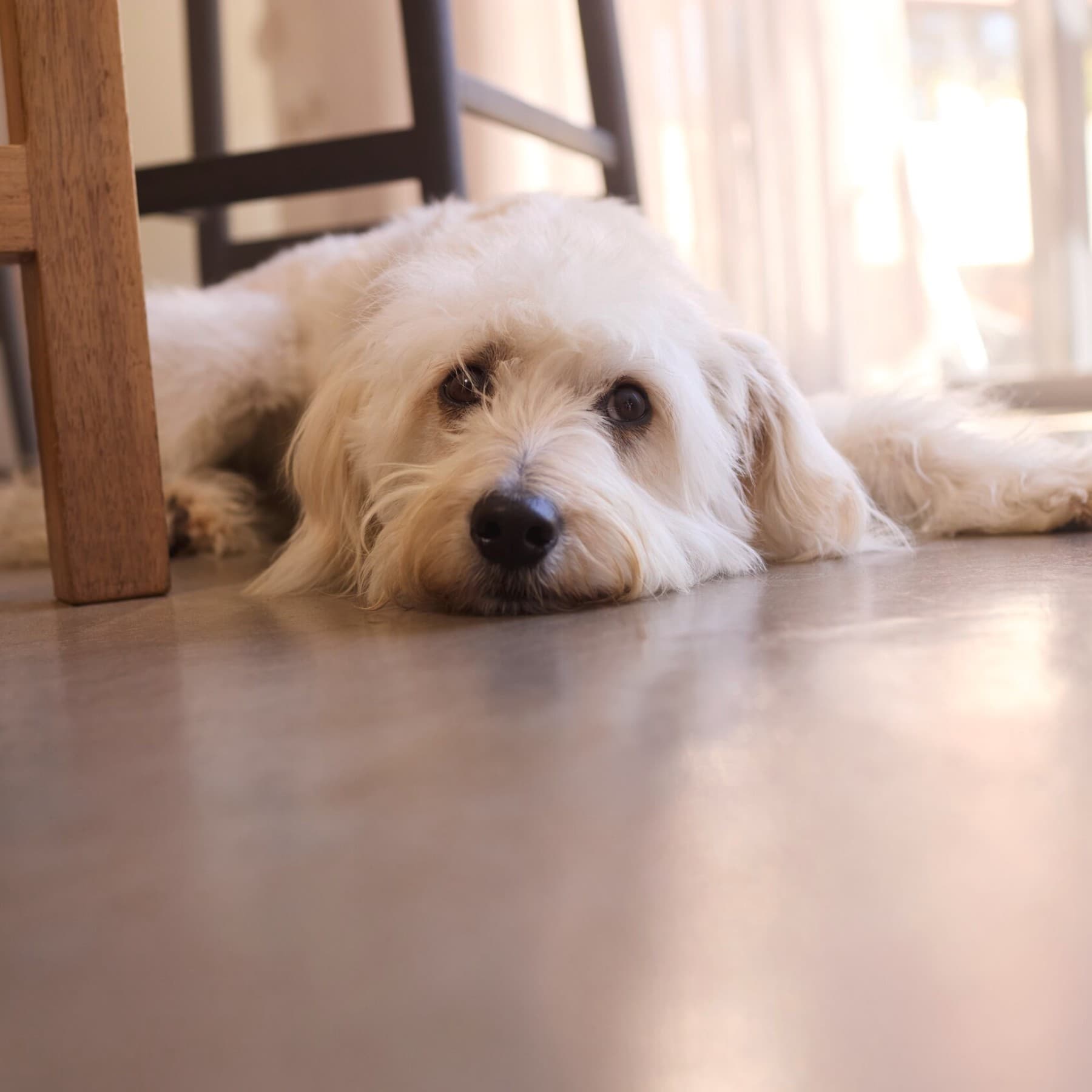 un perro tumbado en el suelo