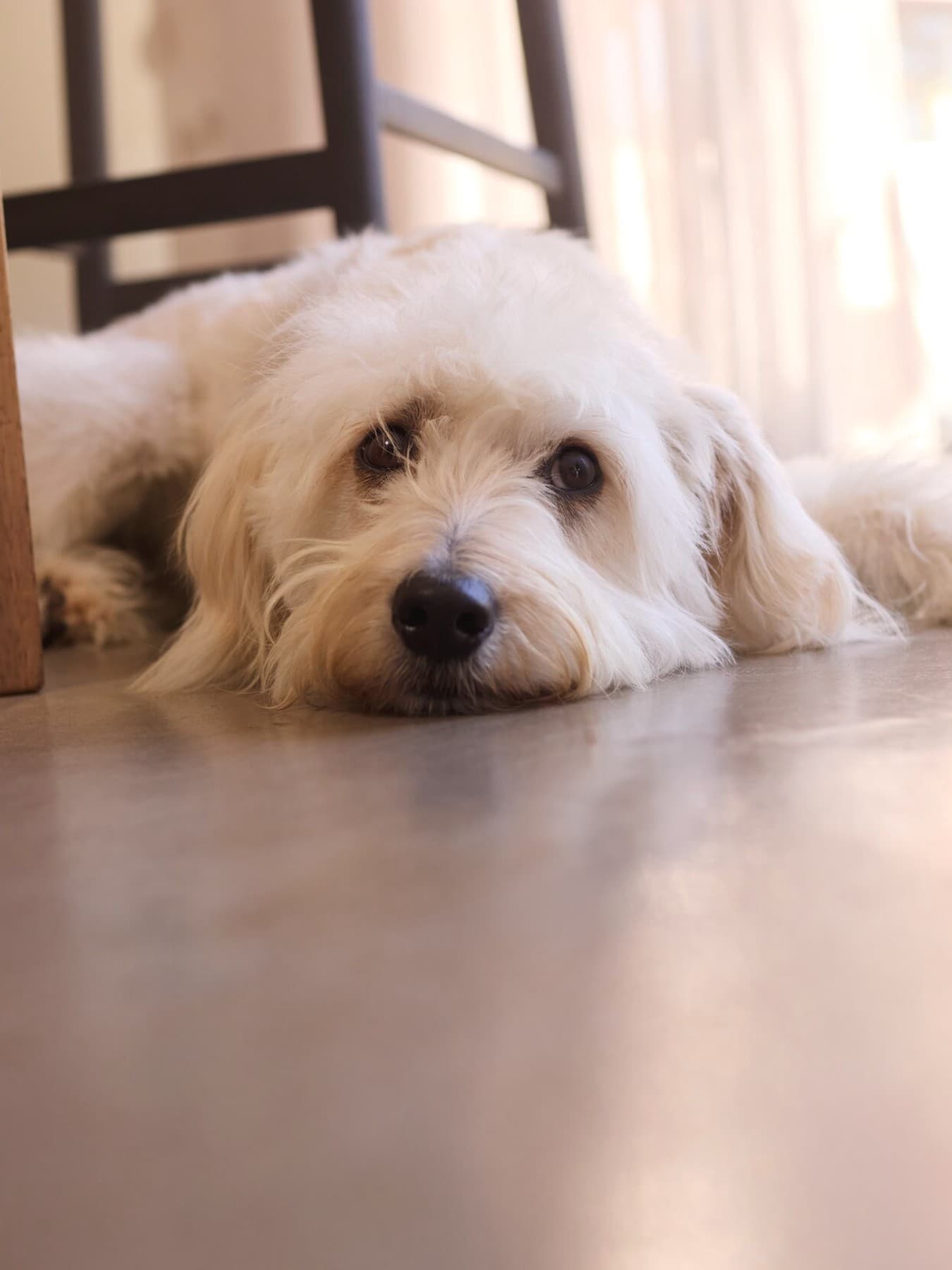 un perro tumbado en el suelo