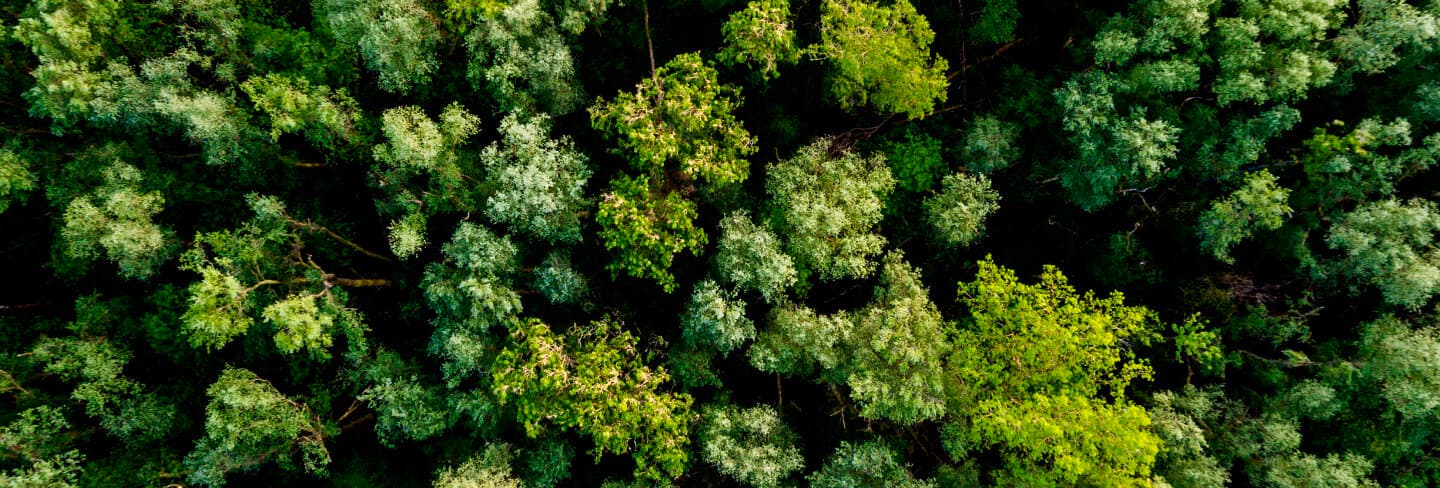 Una vista aérea de un bosque