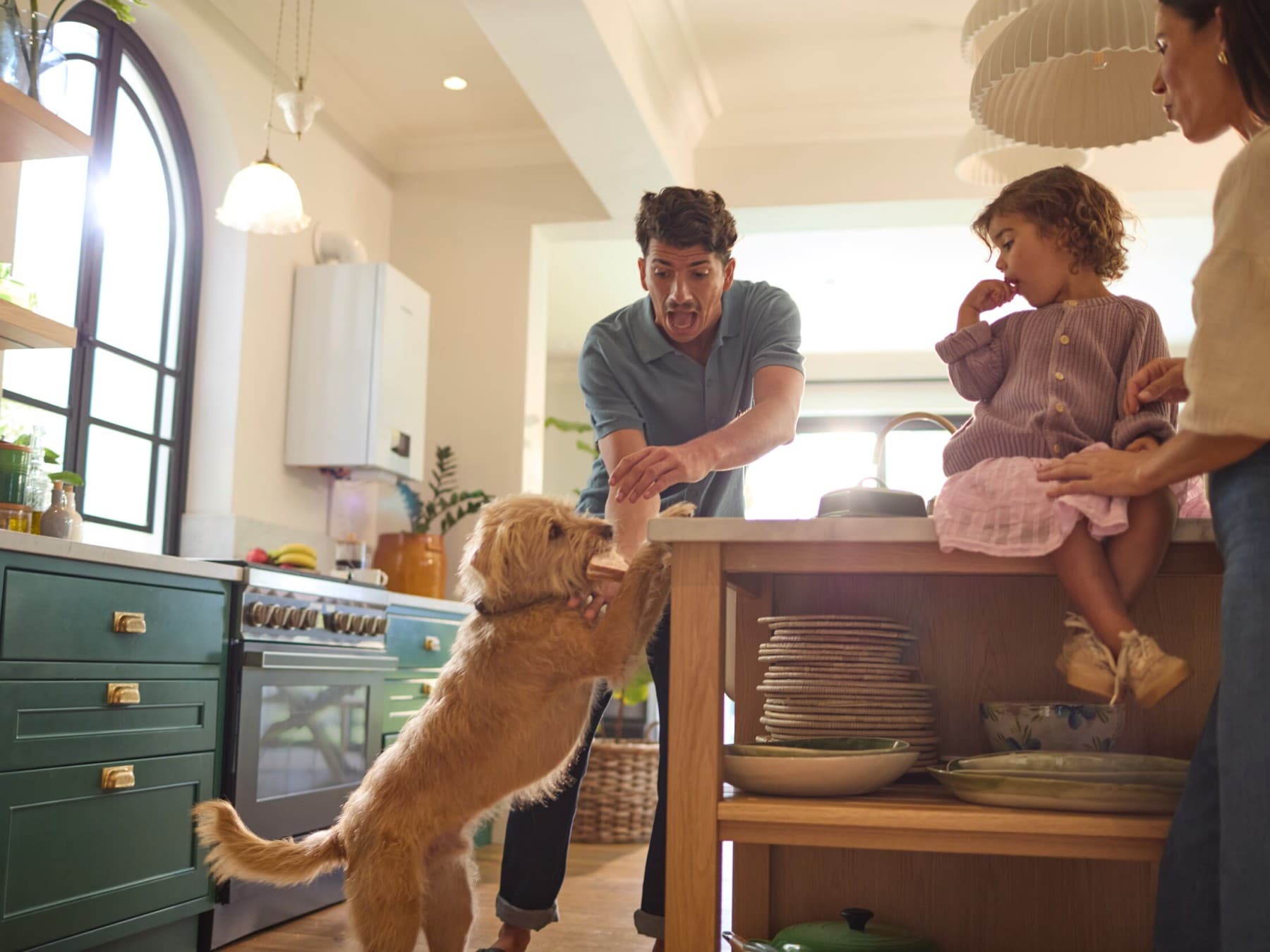 Un perro roba una tostada de una cocina pequeña.